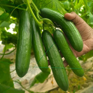 ৫ প্যাকেট উচ্চ ফলনশীল F1পার্থেনো জাত শসার বীজ