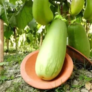 ২ প্যাকেট কেজি বেগুন 590 টাকা