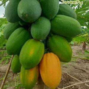 ২ প্যাকেট ভিয়েতনামী পেঁপে বীজ ৭০০ টাকা