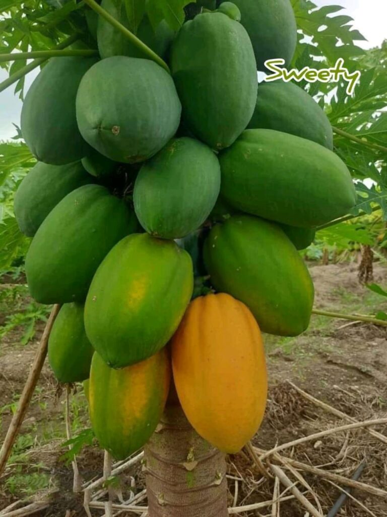 ১ প্যাকেট ভিয়েতনামী পেঁপে বীজ 350 টাকা