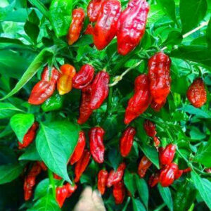১ প্যাকেট বারোমাসি ইন্ডিয়ান F1 নাগা মরিচ