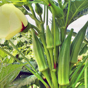 ১ প্যাকেট বারোমাসি থাই F1 ঢেঁড়সের বীজ ৩৯০ টাকা