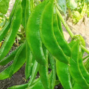 কেরালা জাতের সিম ২ প্যাকেট বীজ 700 টাকা