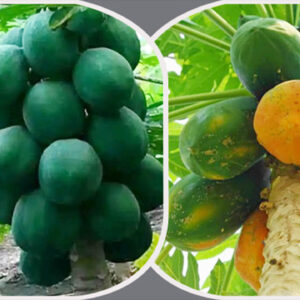 ১ প্যাকেট বামন পেঁপে বীজ 370 টাকা