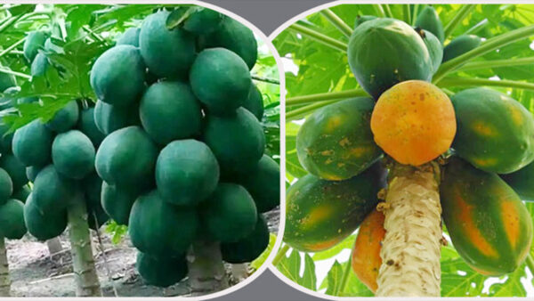 ১ প্যাকেট বামন পেঁপে বীজ 370 টাকা