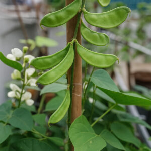 ৫ প্যাকেট বীজ 1600 টাকা