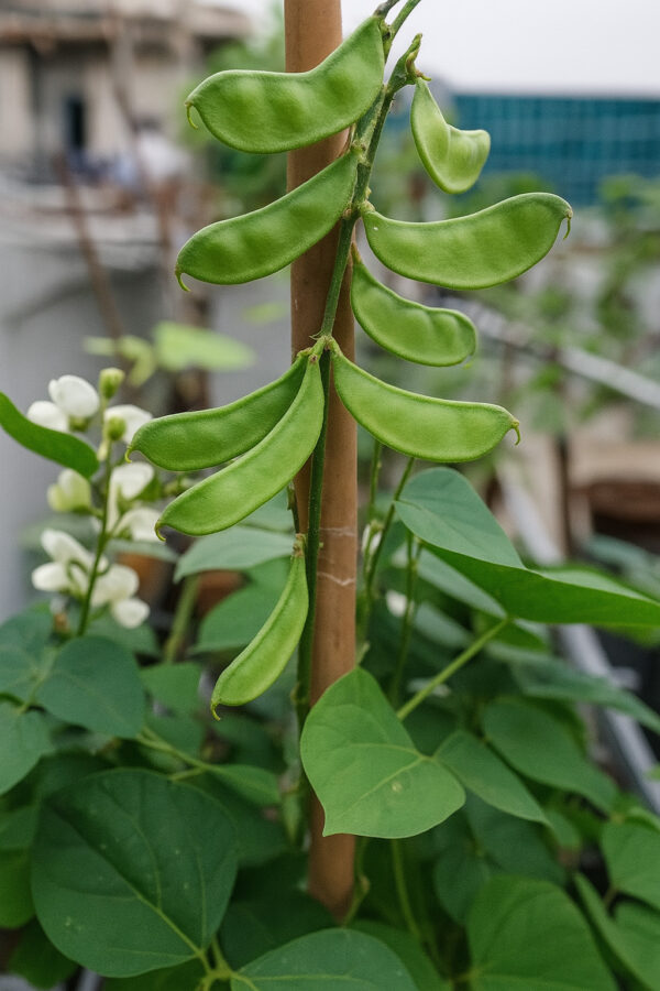 ১ প্যাকেট বীজ 350 টাকা