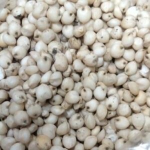 গুয়াতেমালা ঘাস বীজ ১ কেজি মাত্র 700টাকা