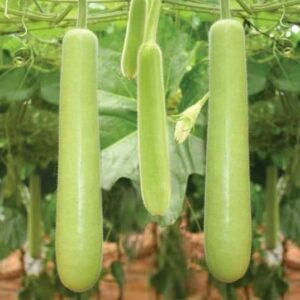 ২ প্যাকেট বোতল লাউ এর বীজ 1100 টাকা