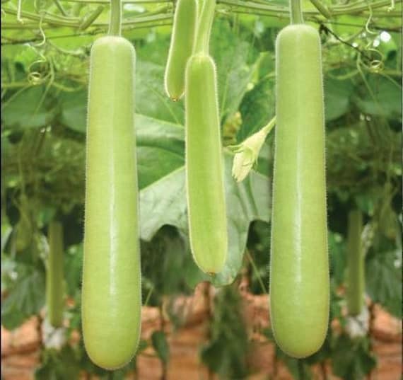 ১ প্যাকেট বোতল লাউ এর বীজ 600টাকা