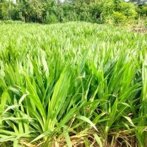 ইন্দোনেশিয়া স্মার্ট নেপিয়ার ঘাস বীজ ১ কেজি 799 টাকা