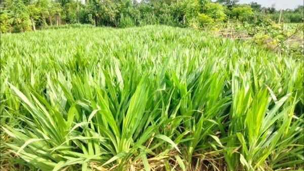 ইন্দোনেশিয়া স্মার্ট নেপিয়ার ঘাস বীজ ১ কেজি 799 টাকা