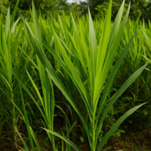 তাইওয়ান হাইব্রিড ঘাসের বীজ ১কেজি মাত্র ৭০০ টাকা