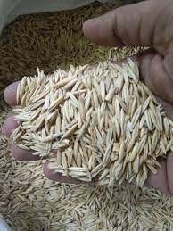 জুই ঘাসের বীজ ১ কেজি মাত্র ৮০০ টাকা