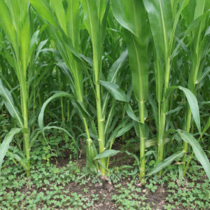 ইন্দোনেশিয়ান স্মার্ট নেপিয়ার ঘাসের বীজ ১কেজি মাত্র ৭০০ টাকা